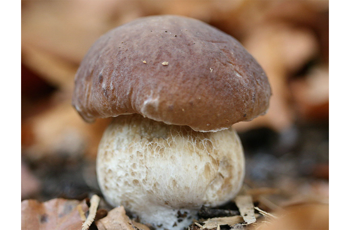 ES TIEMPO DE BOLETUS